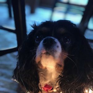 Meet your Posher, Brynn